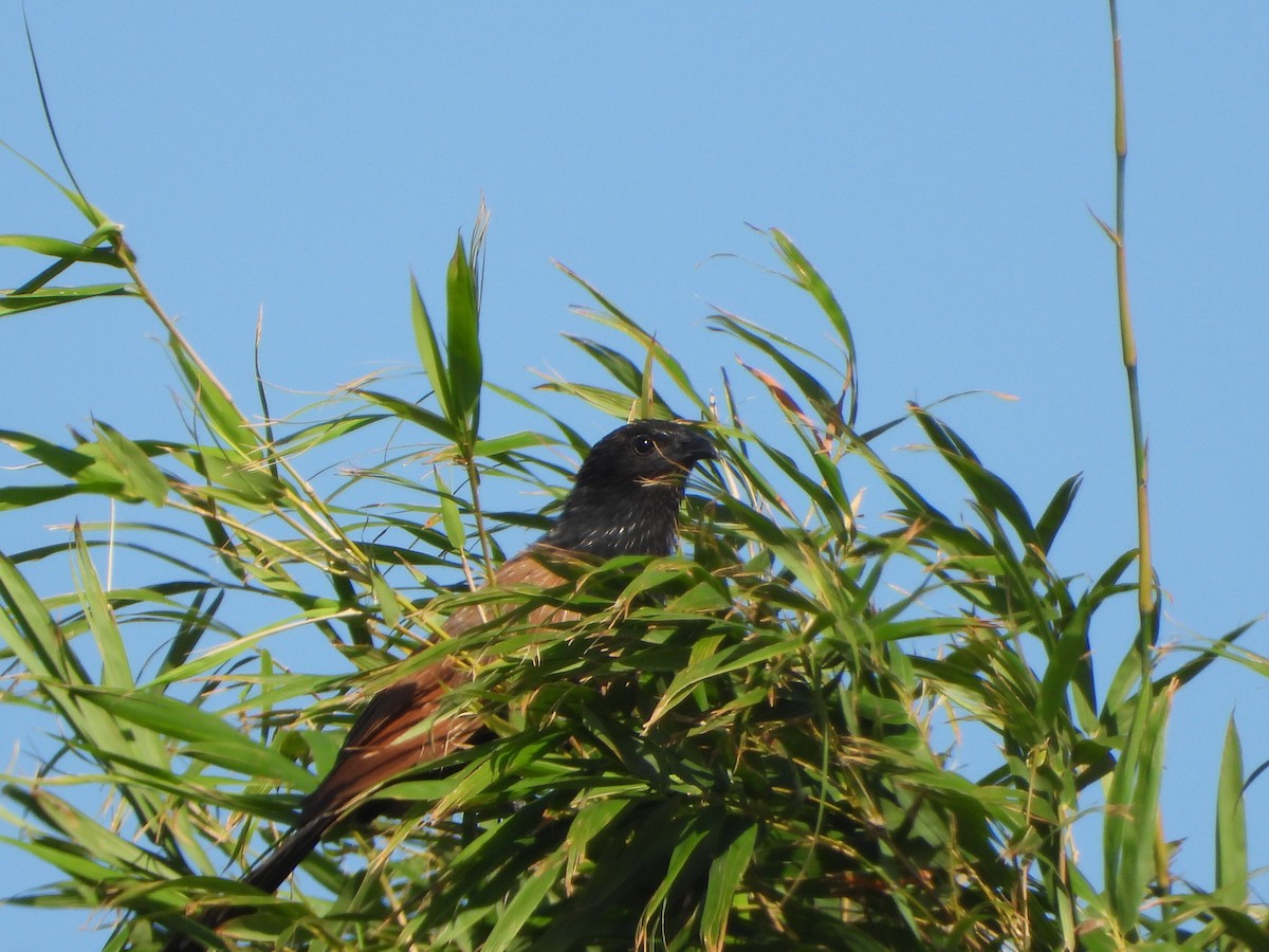 Lesser Coucal - ML640858508