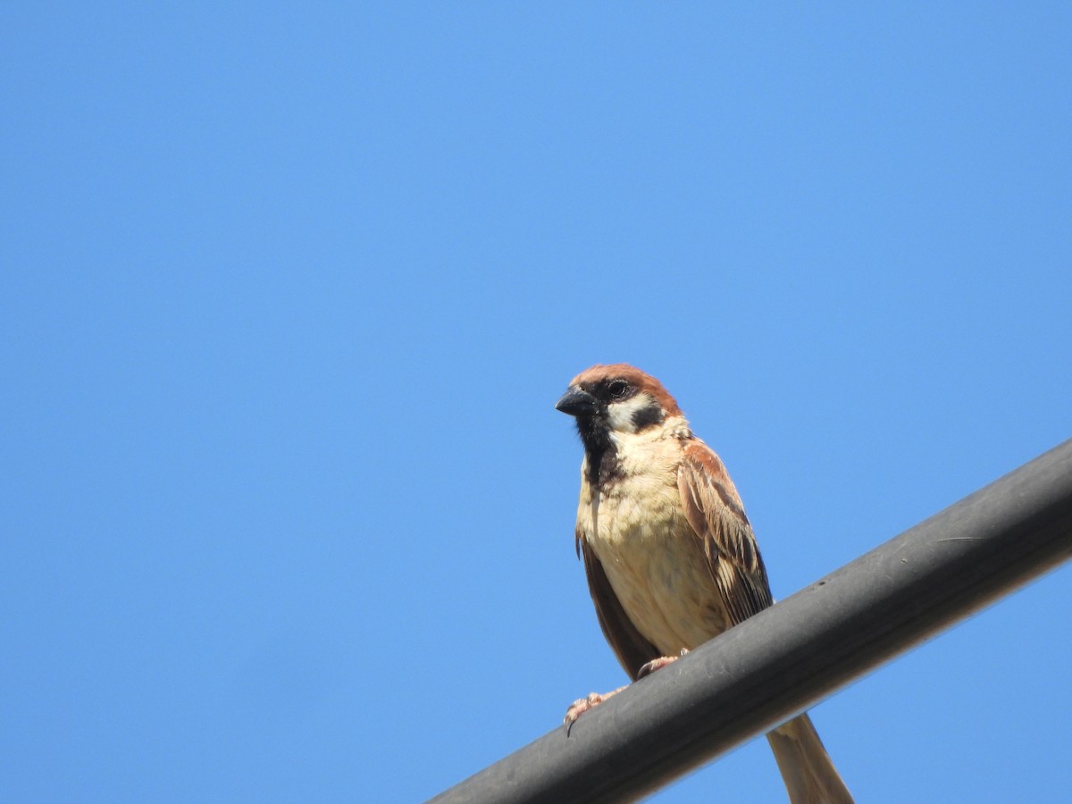 Eurasian Tree Sparrow - ML640858517