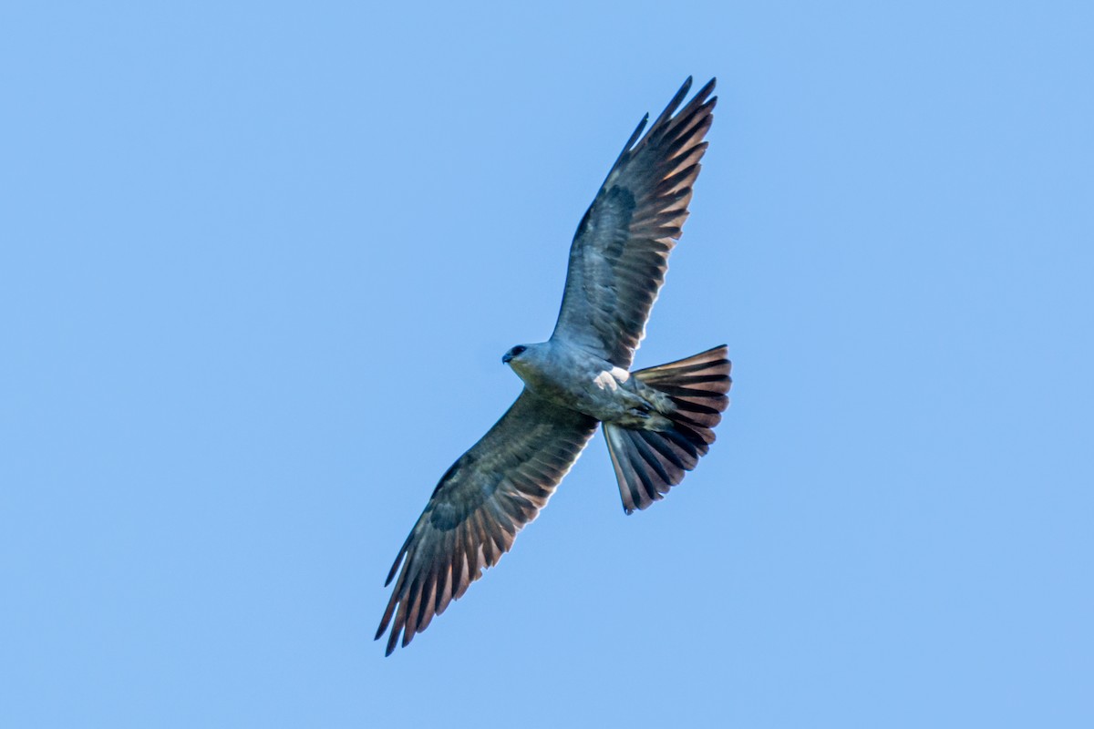 Mississippi Kite - ML640858535