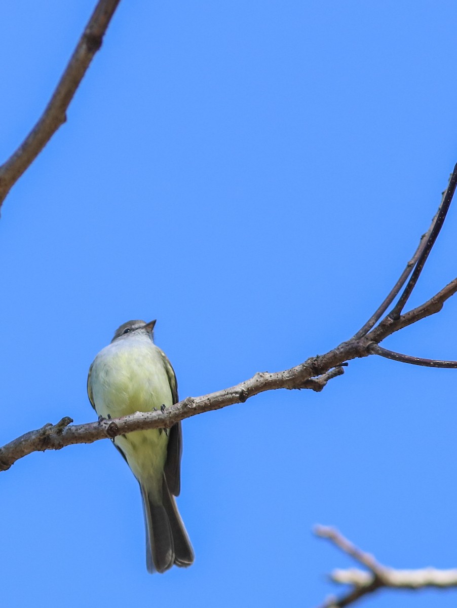 Southern Scrub-Flycatcher - ML640858570