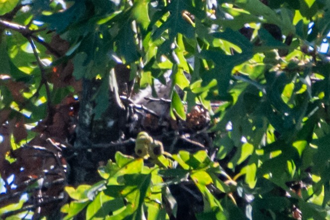 Mississippi Kite - ML640858571