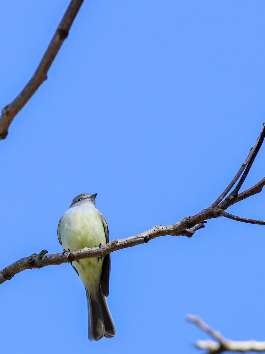 Southern Scrub-Flycatcher - ML640858574