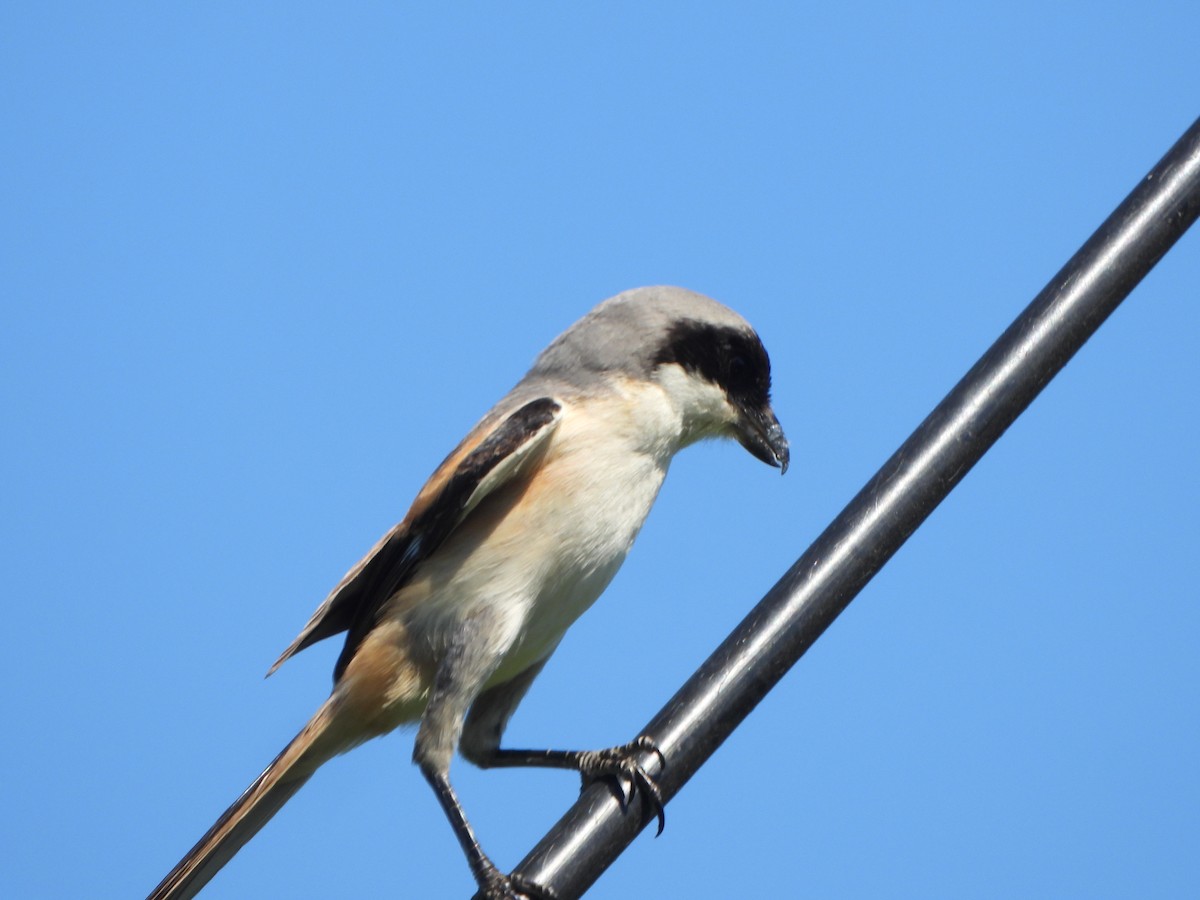 Long-tailed Shrike - ML640858575