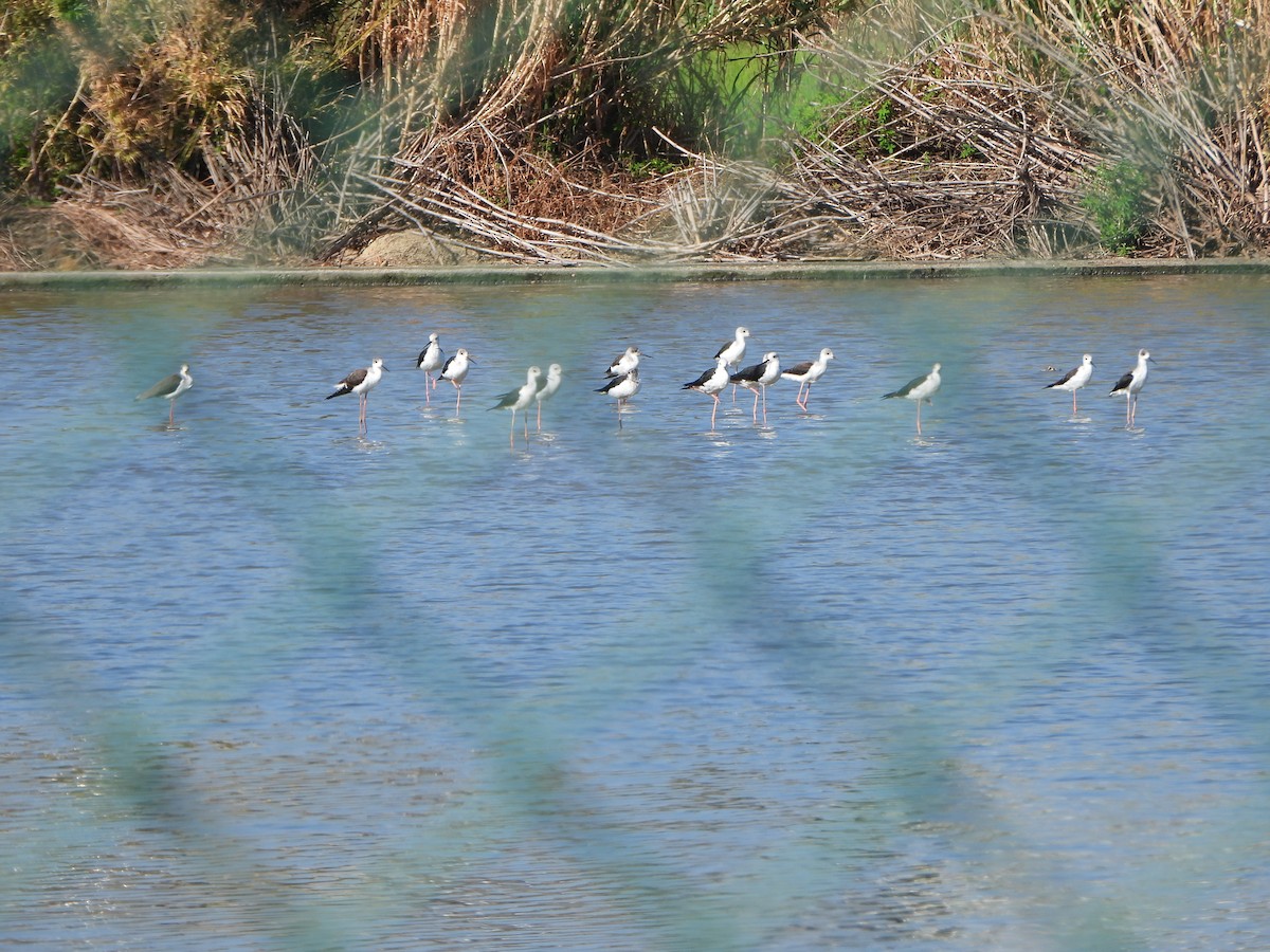 Black-winged Stilt - ML640858597