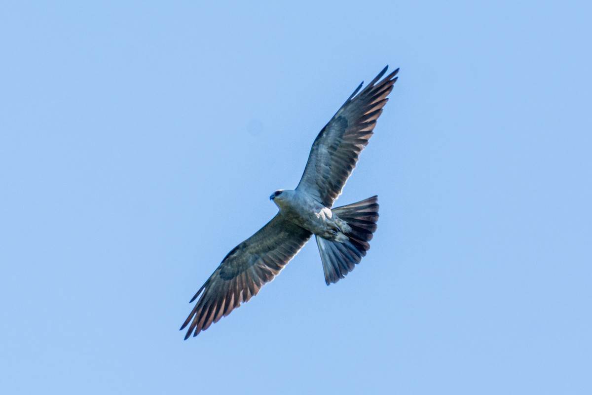 Mississippi Kite - ML640858599