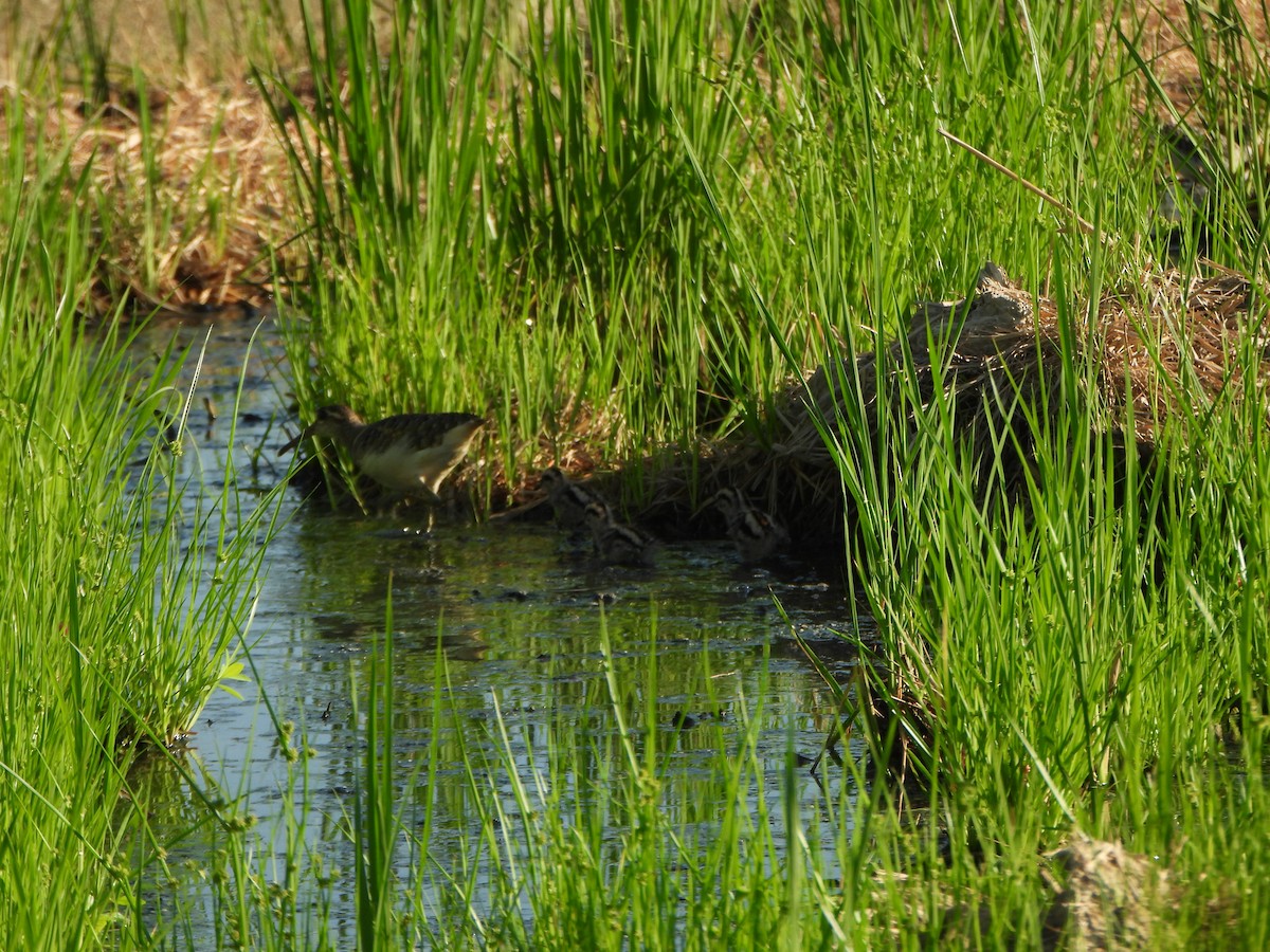 Greater Painted-Snipe - ML640858607