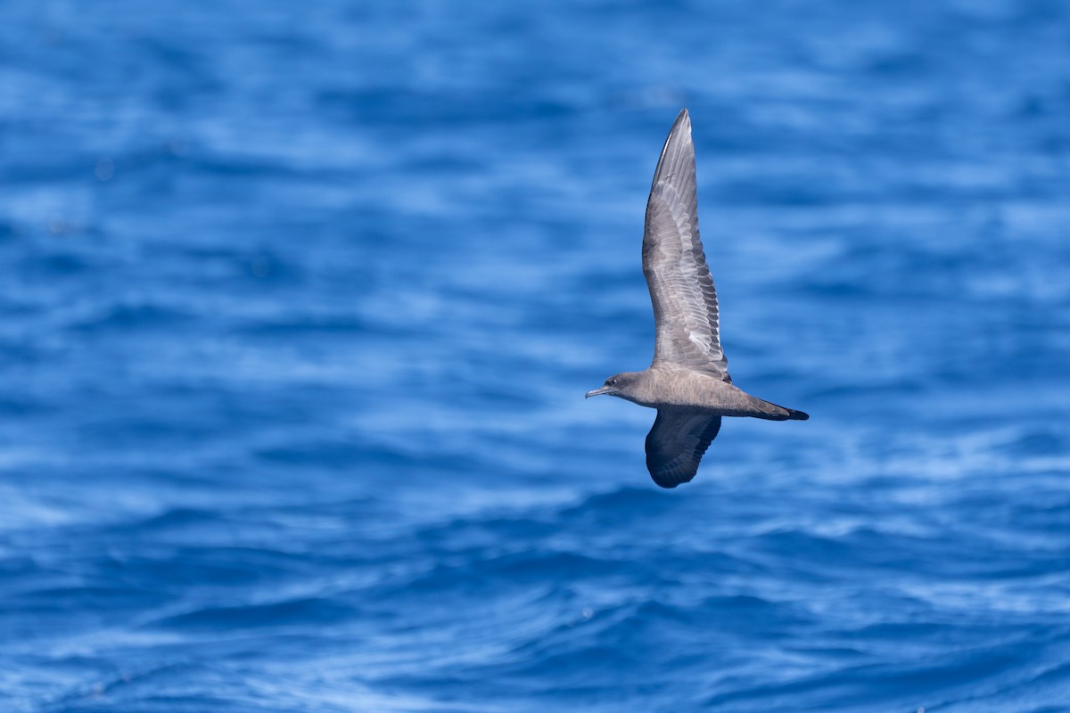 Wedge-tailed Shearwater - ML640858651