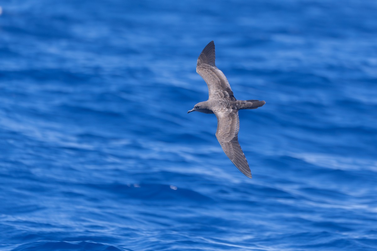 Wedge-tailed Shearwater - ML640858667
