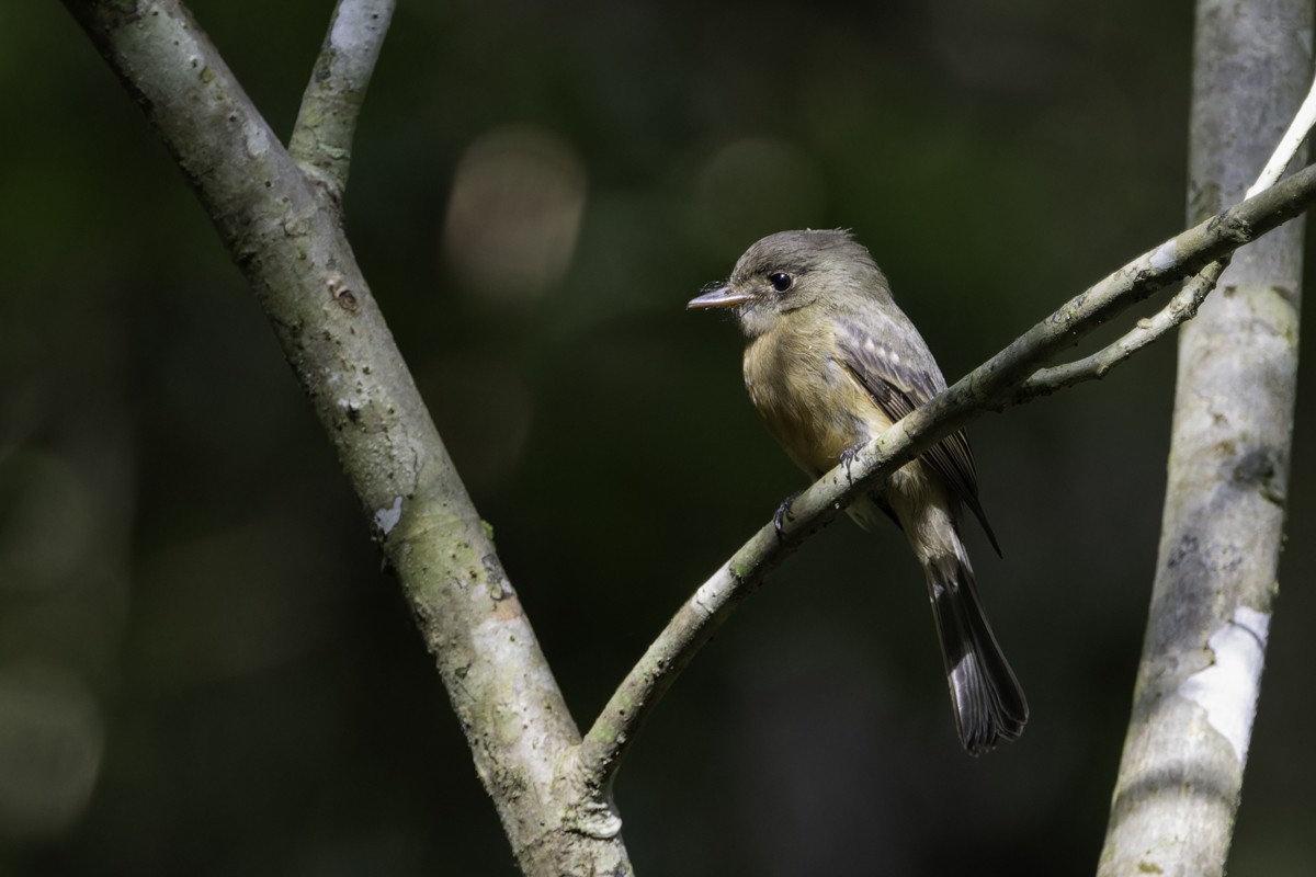 Lesser Antillean Pewee (Puerto Rico) - ML640858668