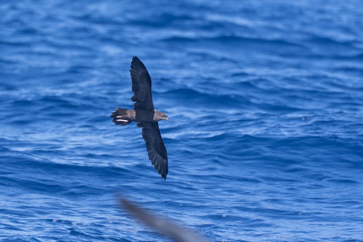 Wedge-tailed Shearwater - ML640858669