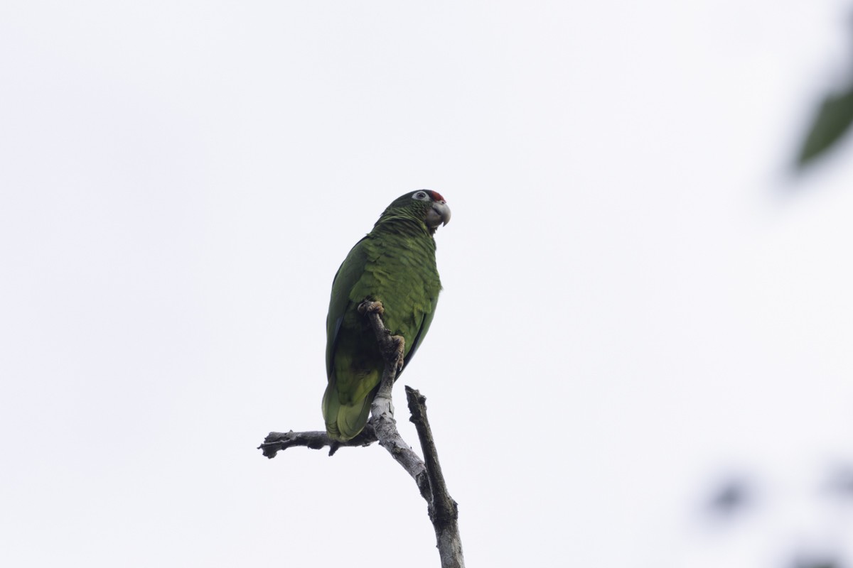 Puerto Rican Amazon - ML640858670