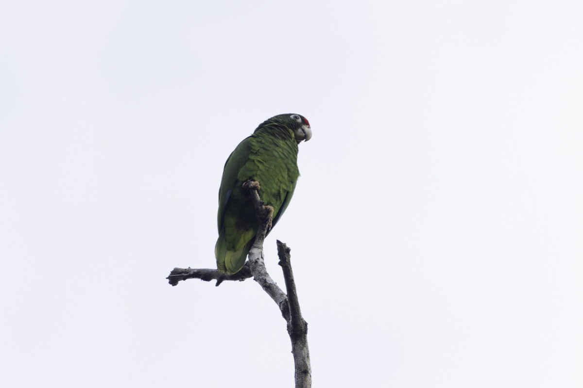 Puerto Rican Amazon - ML640858671