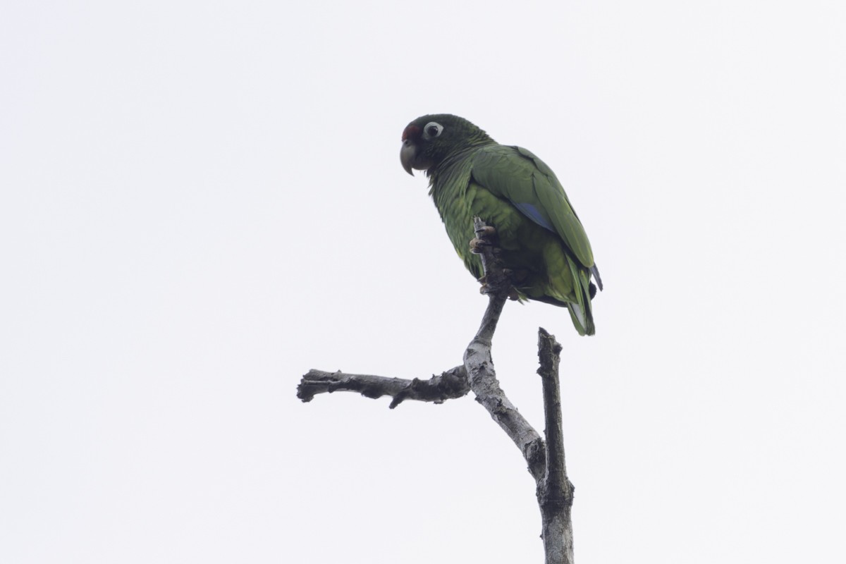 Puerto Rican Amazon - ML640858672