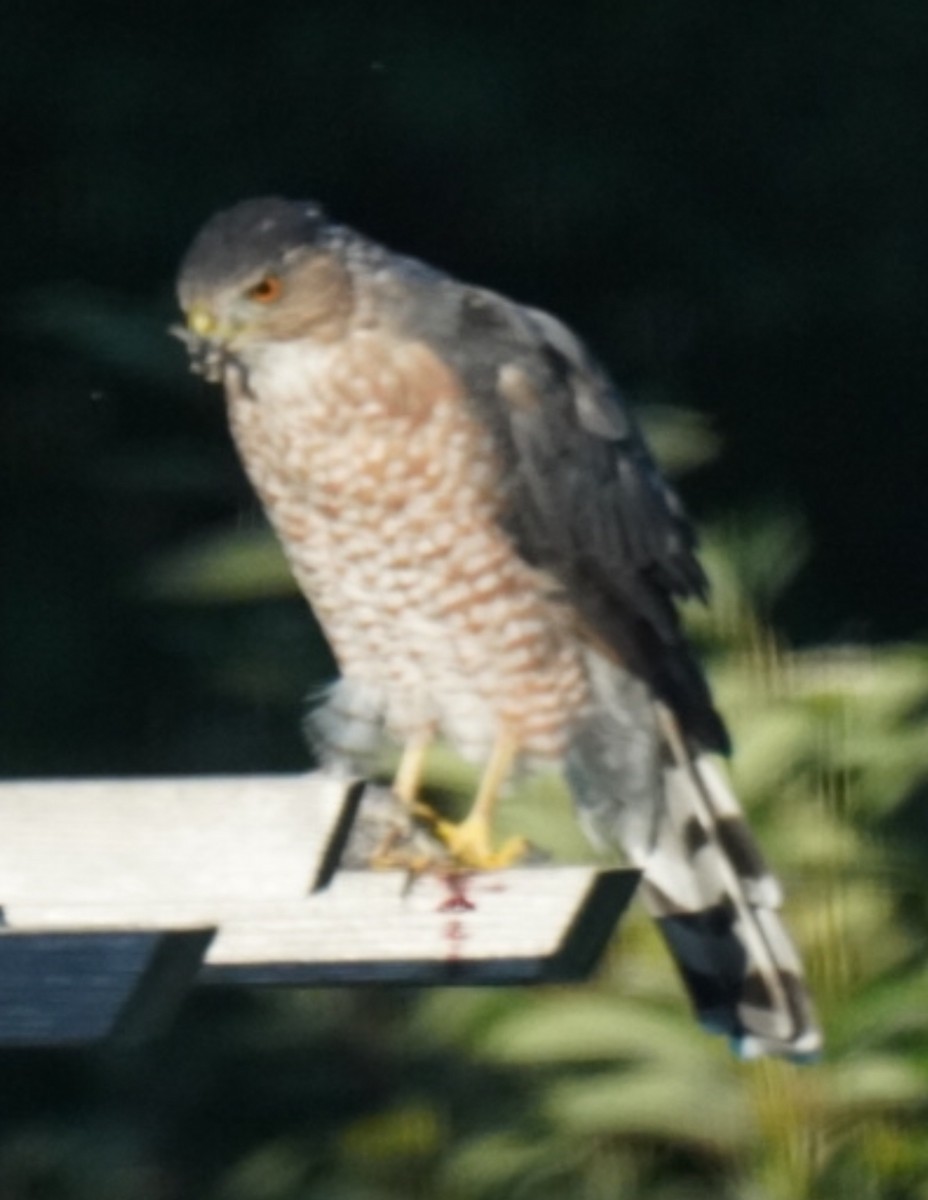 Cooper's Hawk - ML640858822
