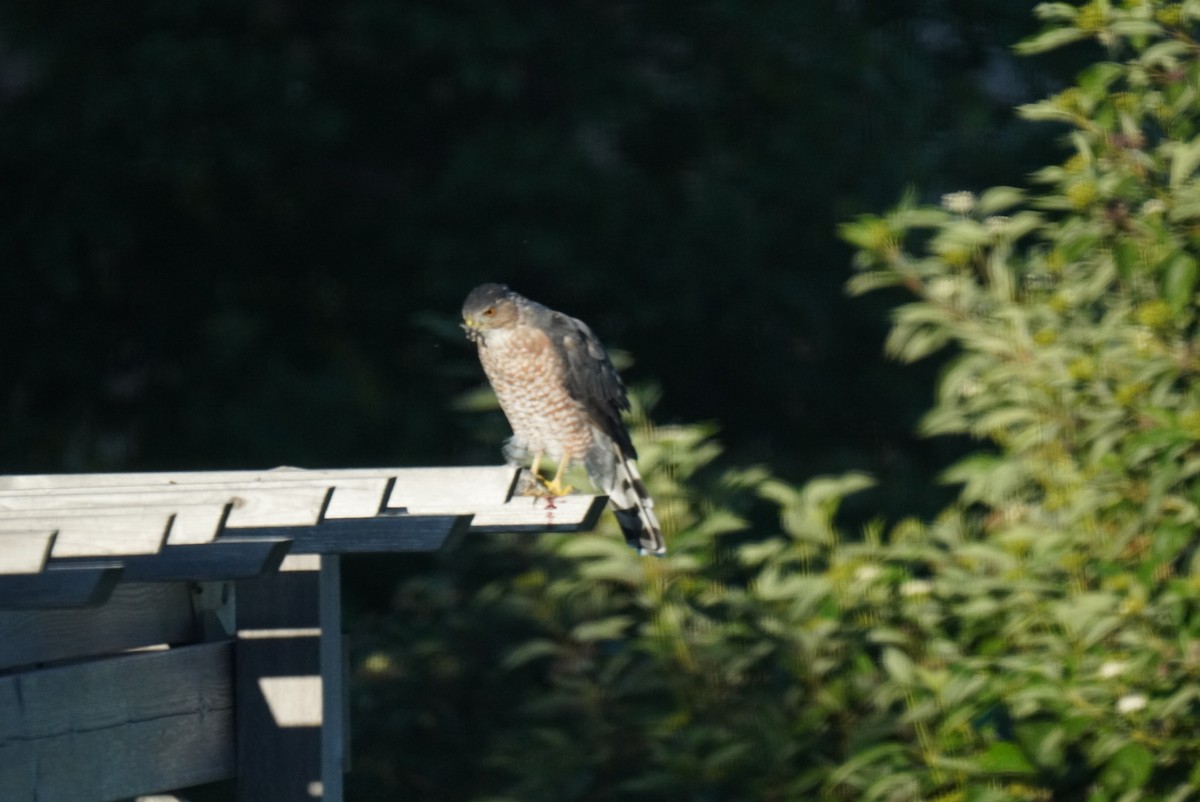 Cooper's Hawk - ML640858823