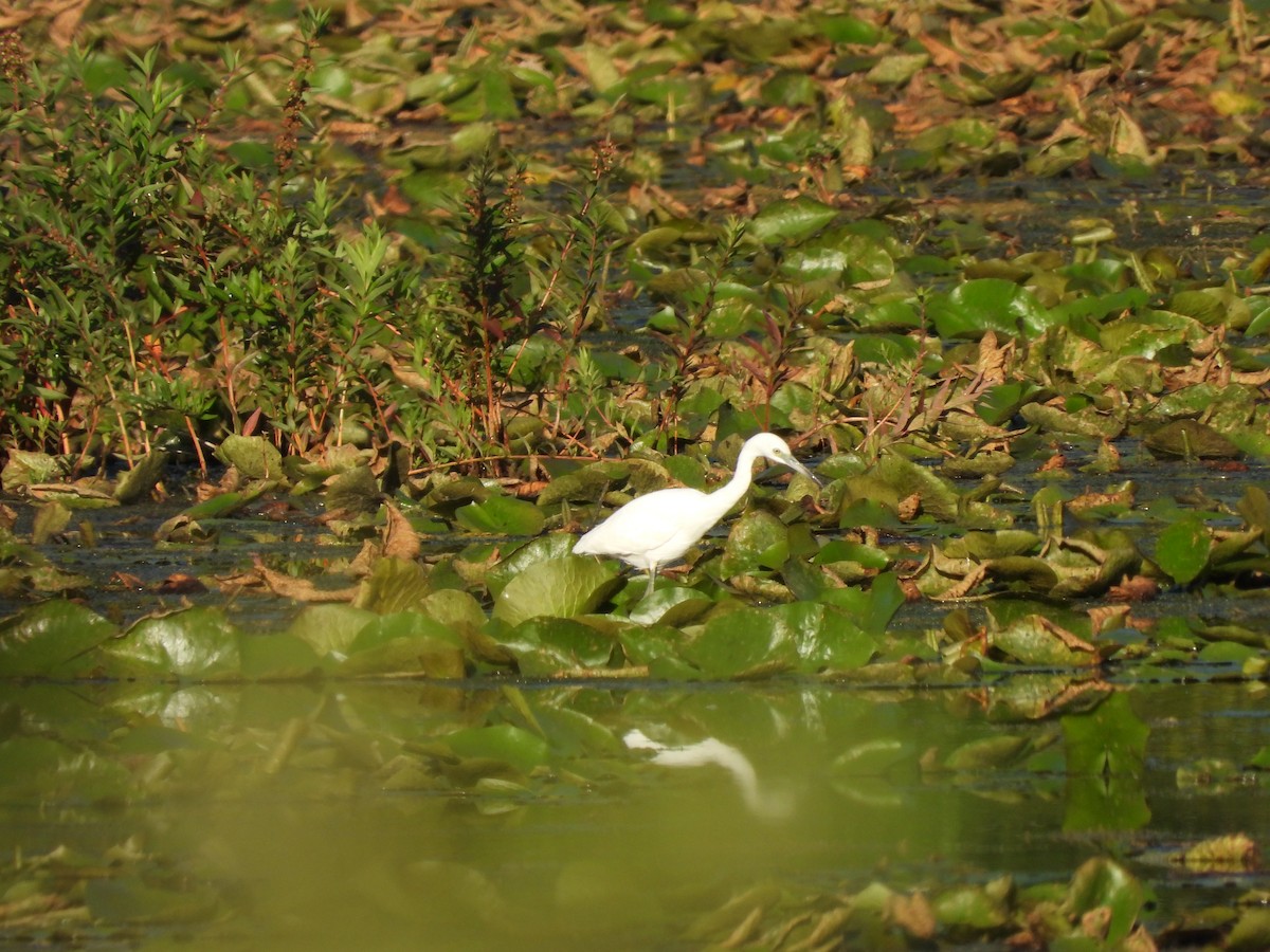 Little Blue Heron - ML640858828