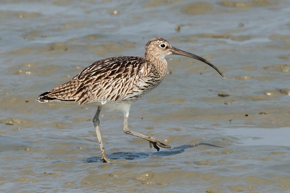 koliha velká - ML640858831