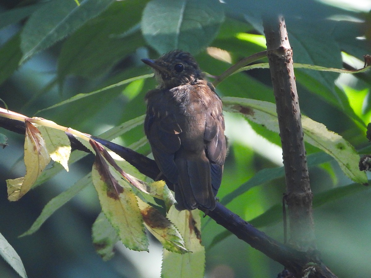 Catharus sp. - ML640858846