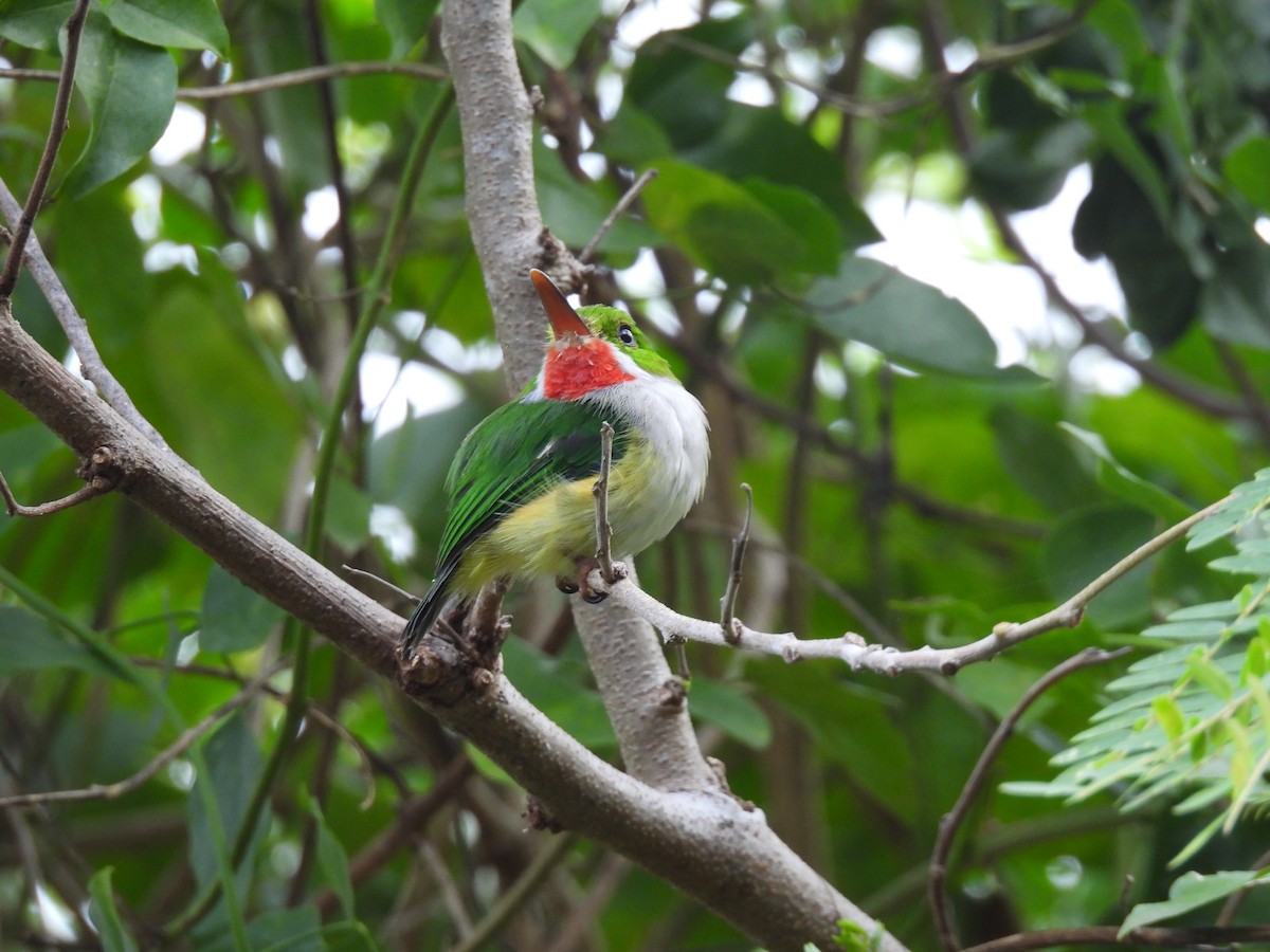 Puerto Rican Tody - ML640858864