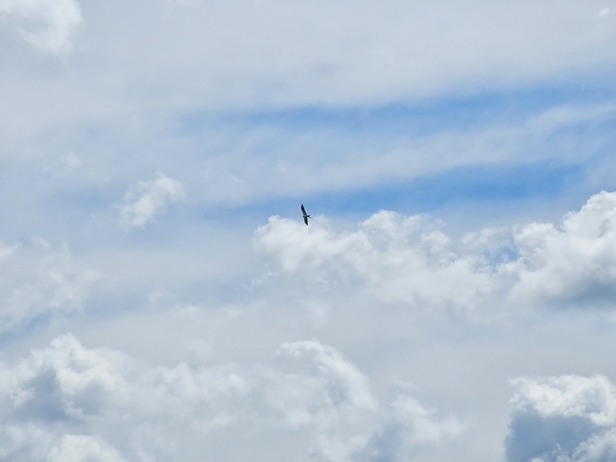 Swallow-tailed Kite - ML640858869