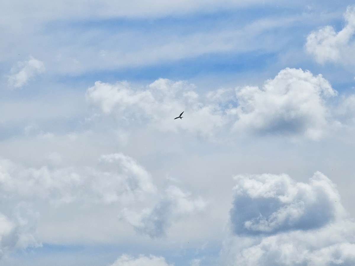 Swallow-tailed Kite - ML640858870