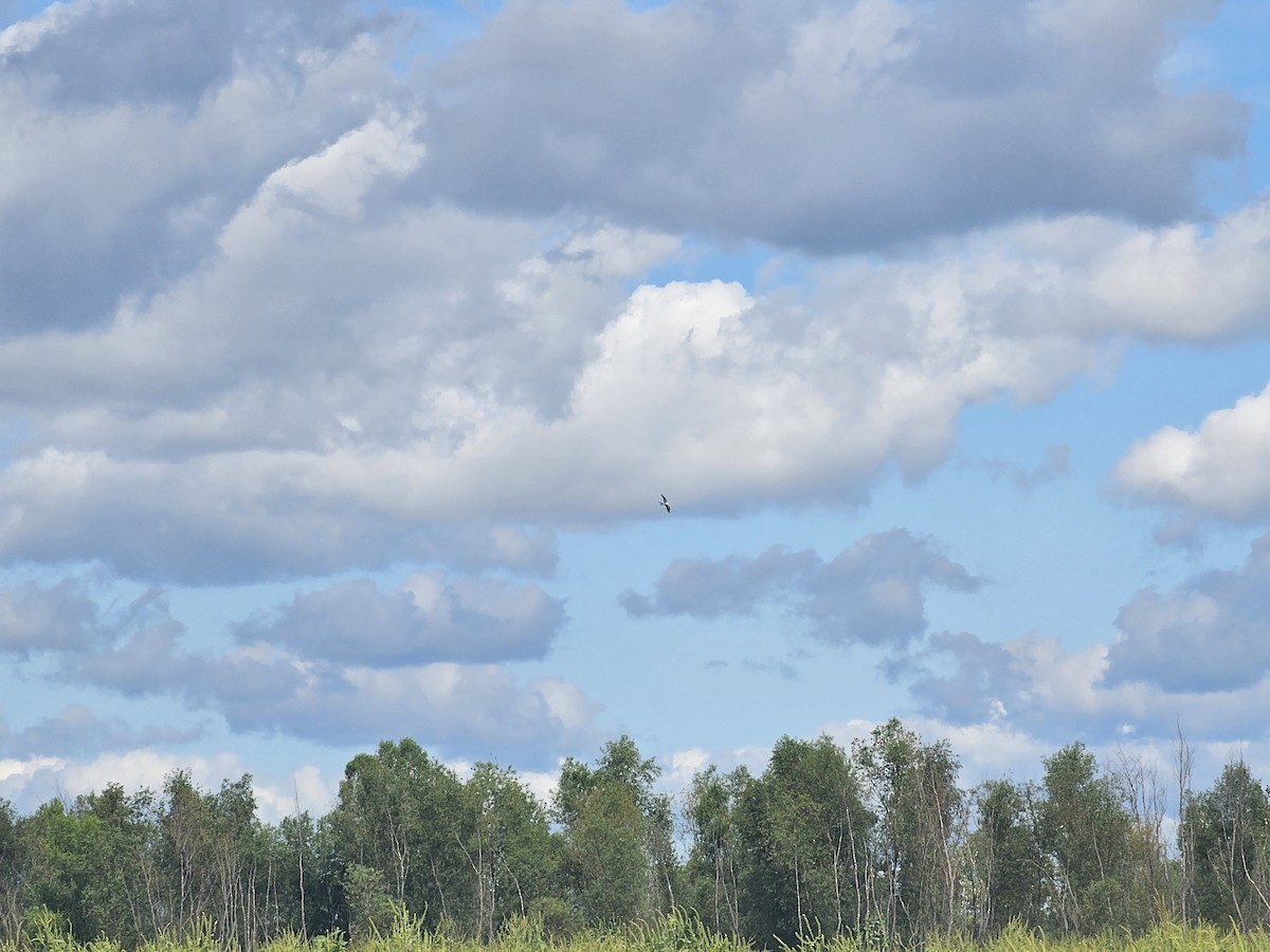 Swallow-tailed Kite - ML640858871