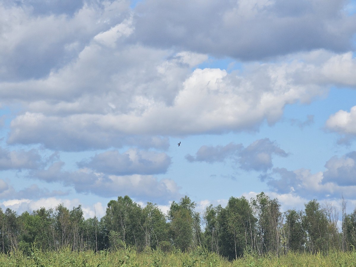 Swallow-tailed Kite - ML640858872