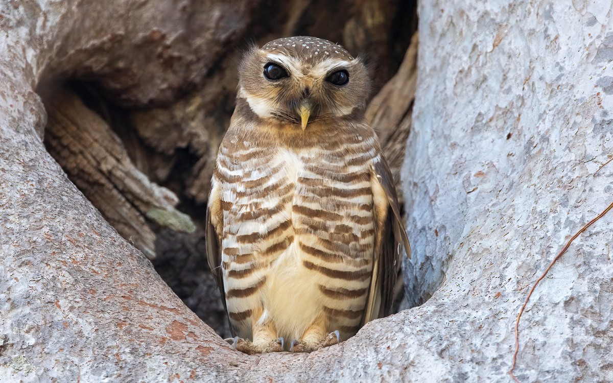 White-browed Owl - ML640858892