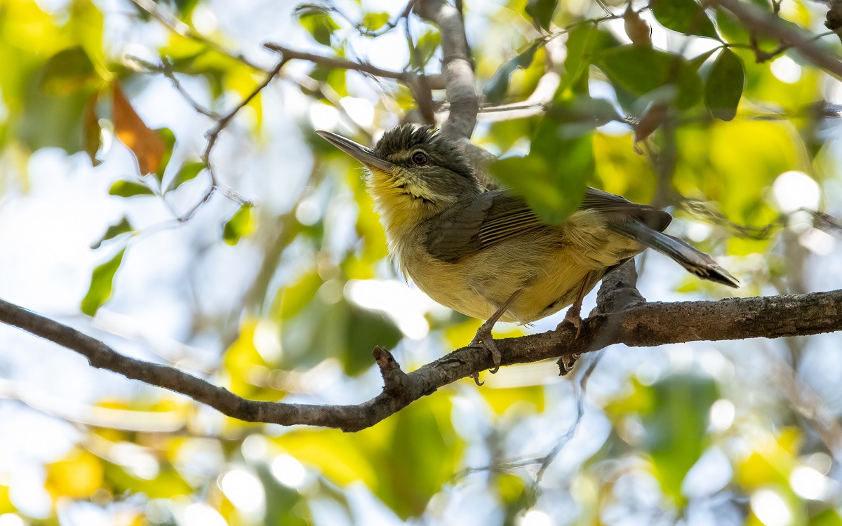 Long-billed Bernieria - ML640858893