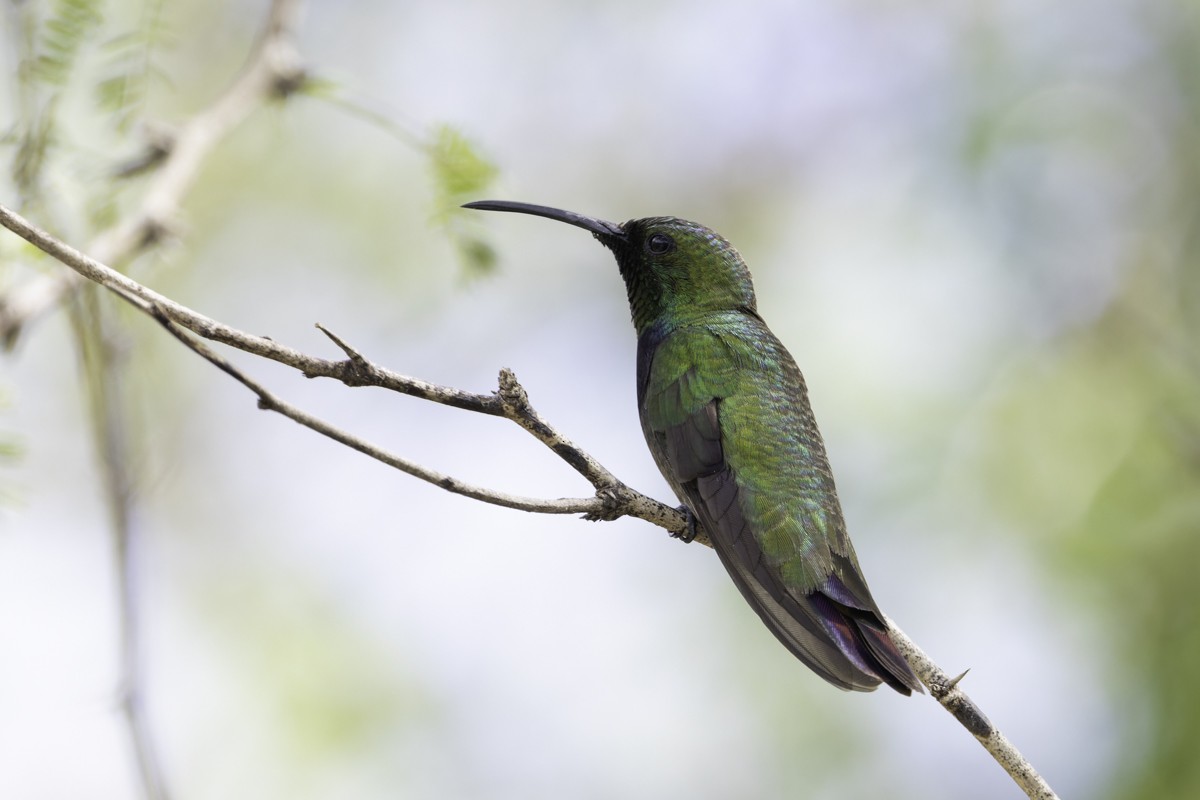 kolibřík tmavoprsý - ML640858895