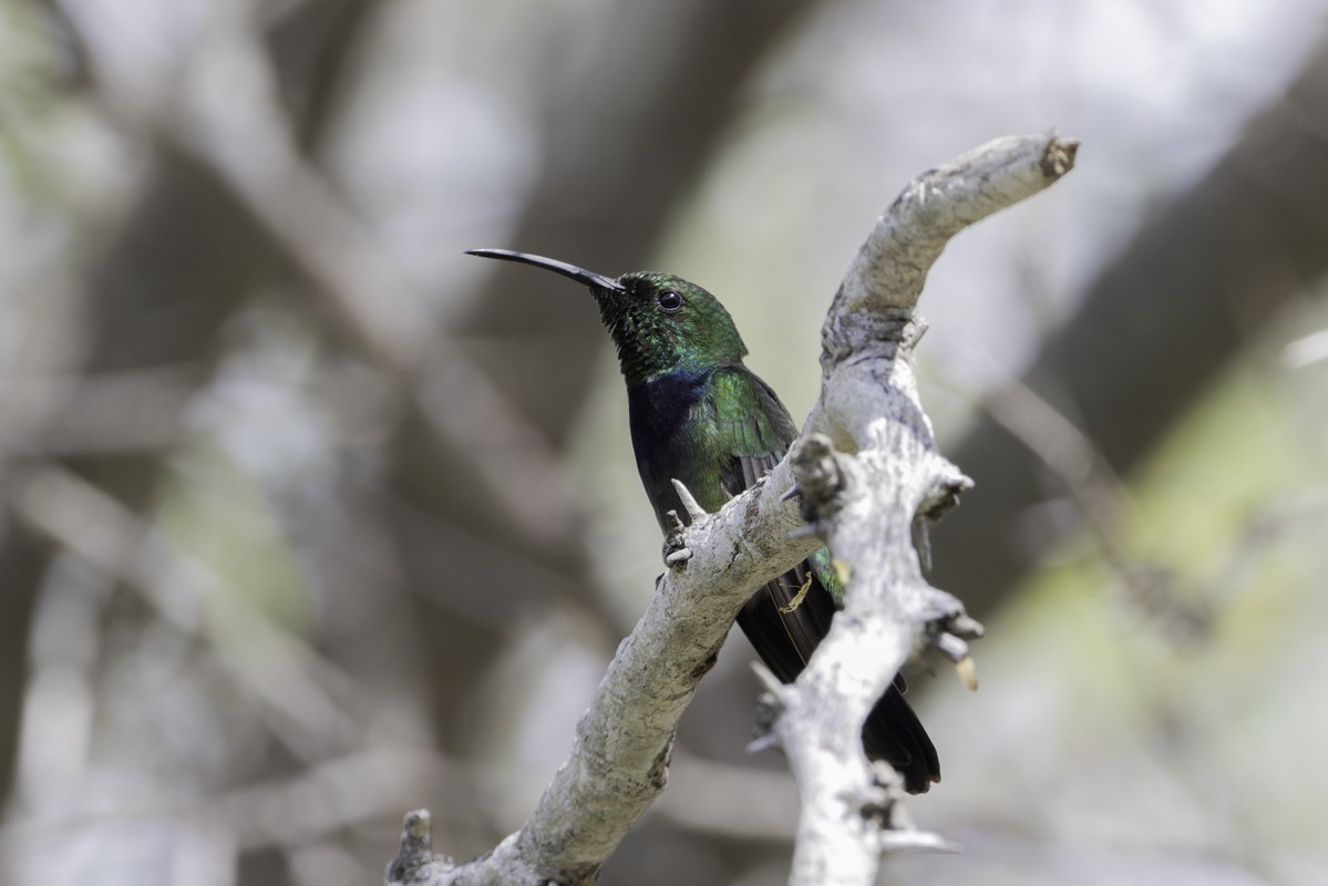 kolibřík tmavoprsý - ML640858896