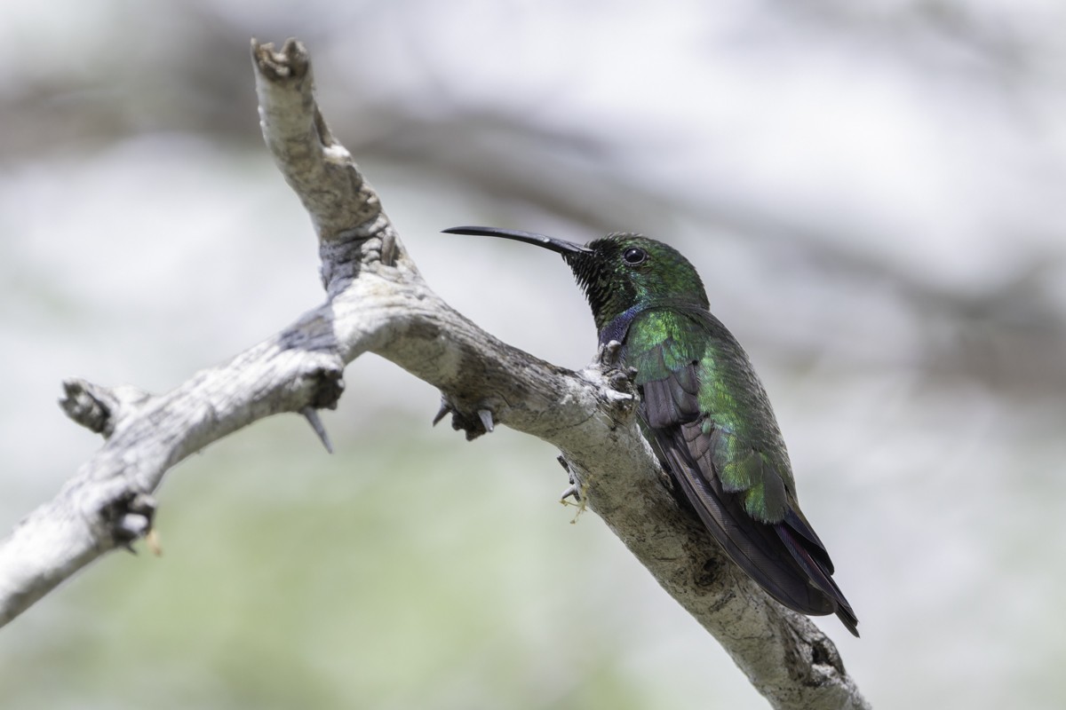 kolibřík tmavoprsý - ML640858897