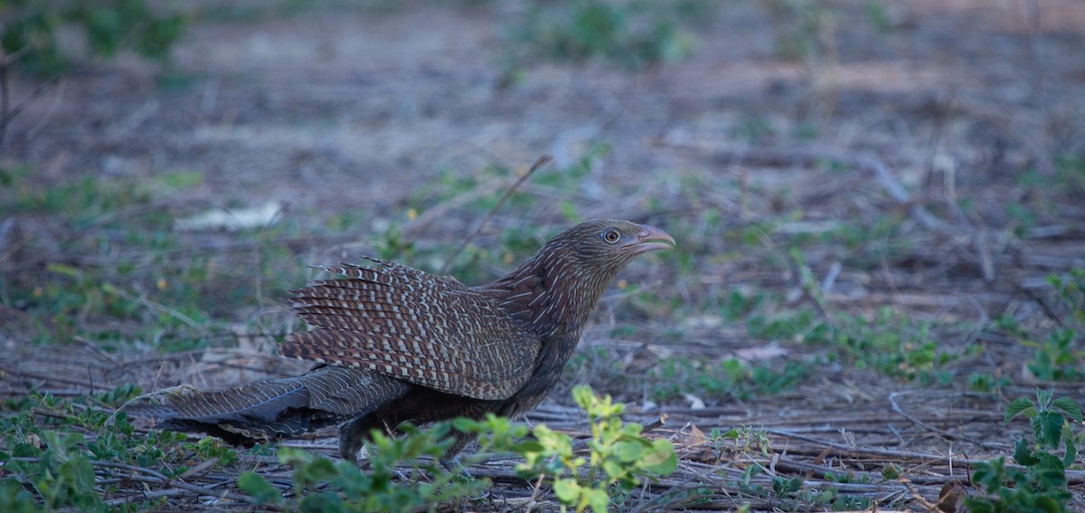 kukačka bažantí - ML640858962