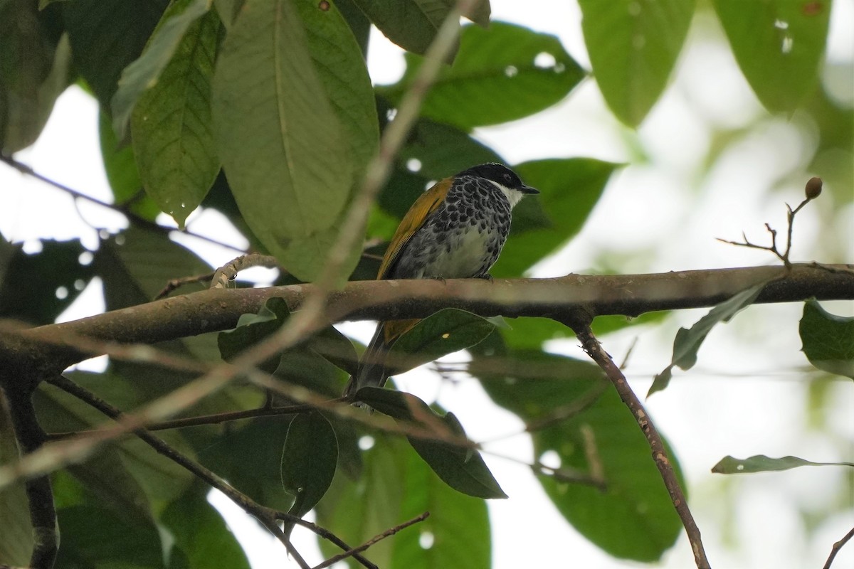 Scaly-breasted Bulbul - ML640858971