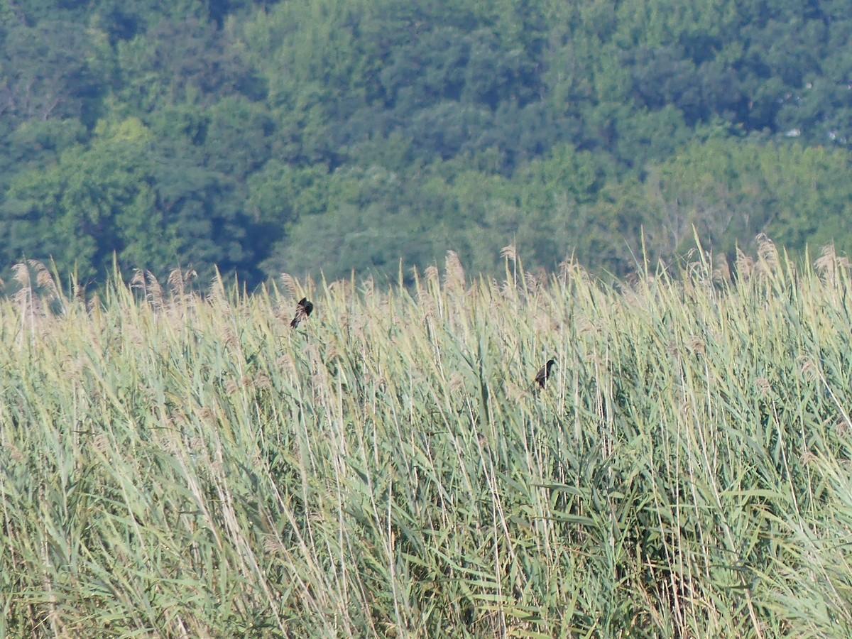 Red-winged Blackbird - ML640858986