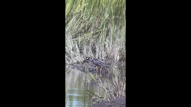 Yellow-crowned Night Heron - ML640858991