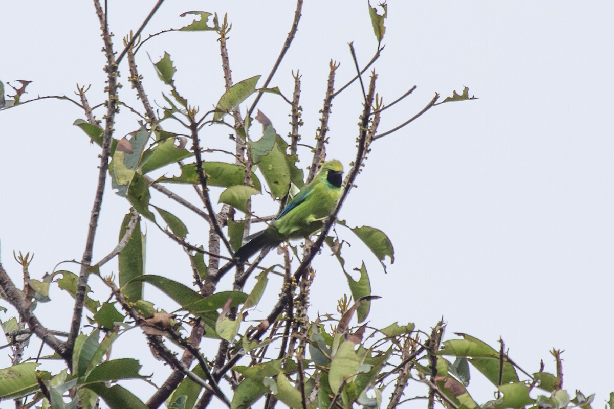 Bornean Leafbird - ML640858998