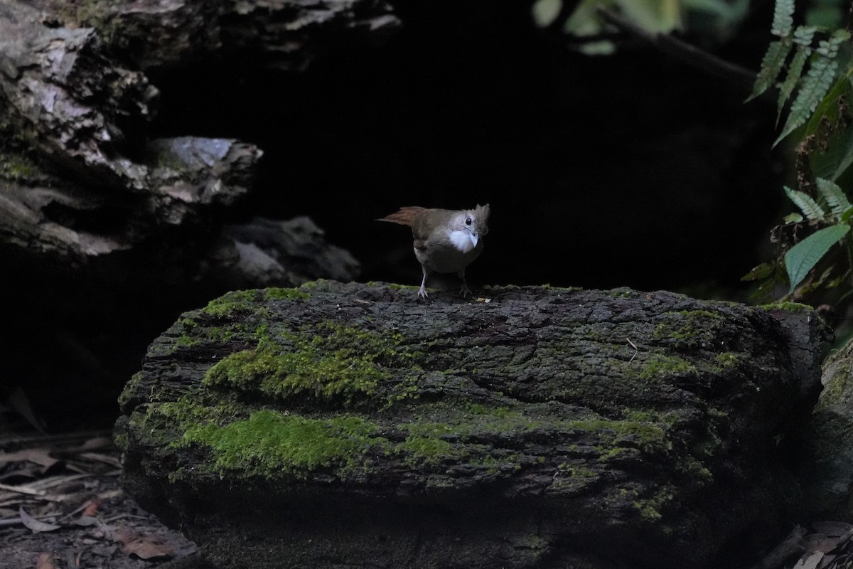 Ochraceous Bulbul - ML640859020