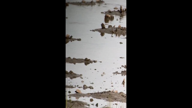 Greater Yellowlegs - ML640859030