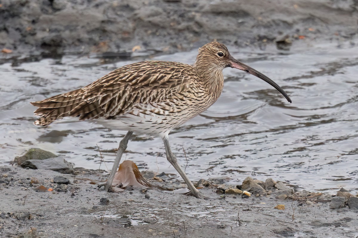 Courlis cendré - ML640859046