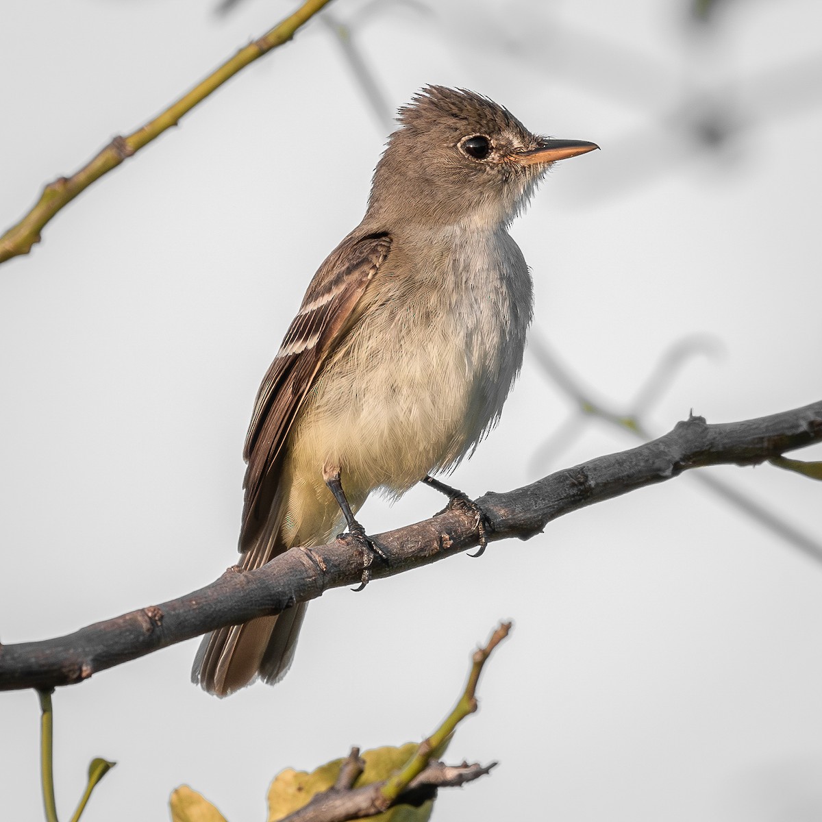 Willow Flycatcher - ML640859068