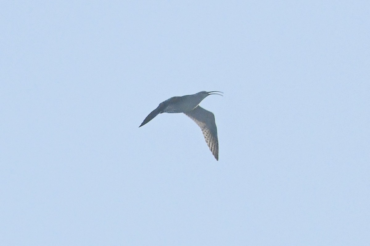 Bristle-thighed Curlew - ML640859086