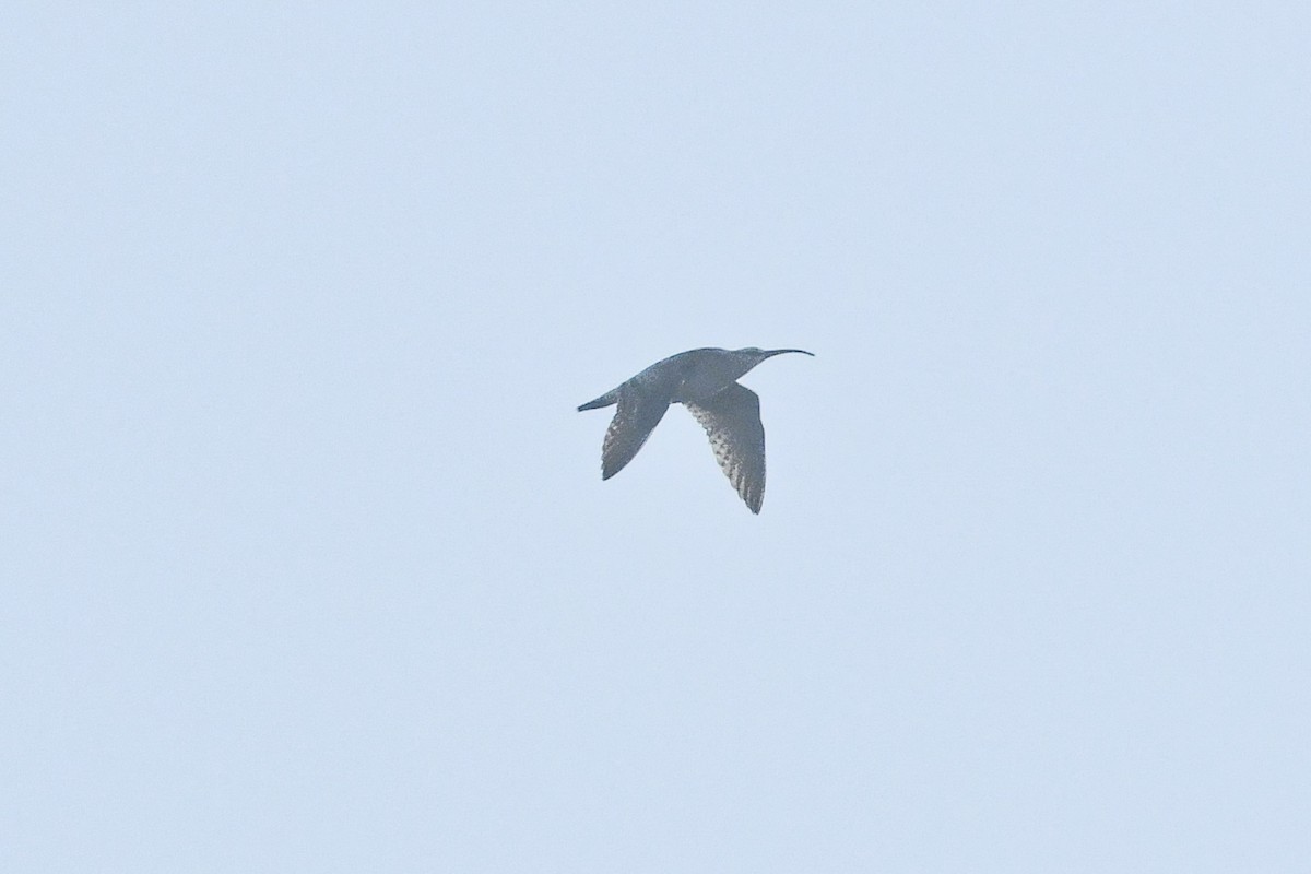 Bristle-thighed Curlew - ML640859098