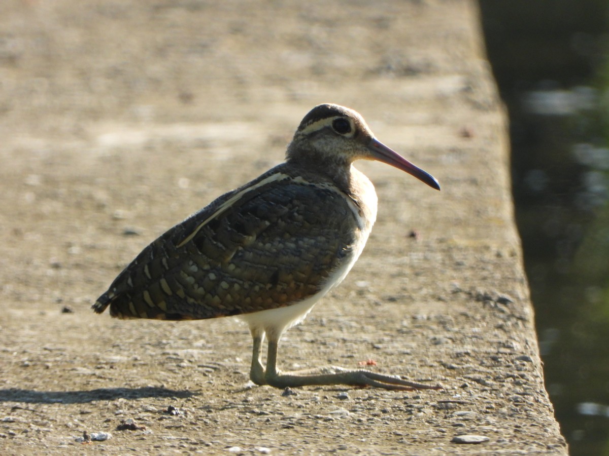 Greater Painted-Snipe - ML640859099