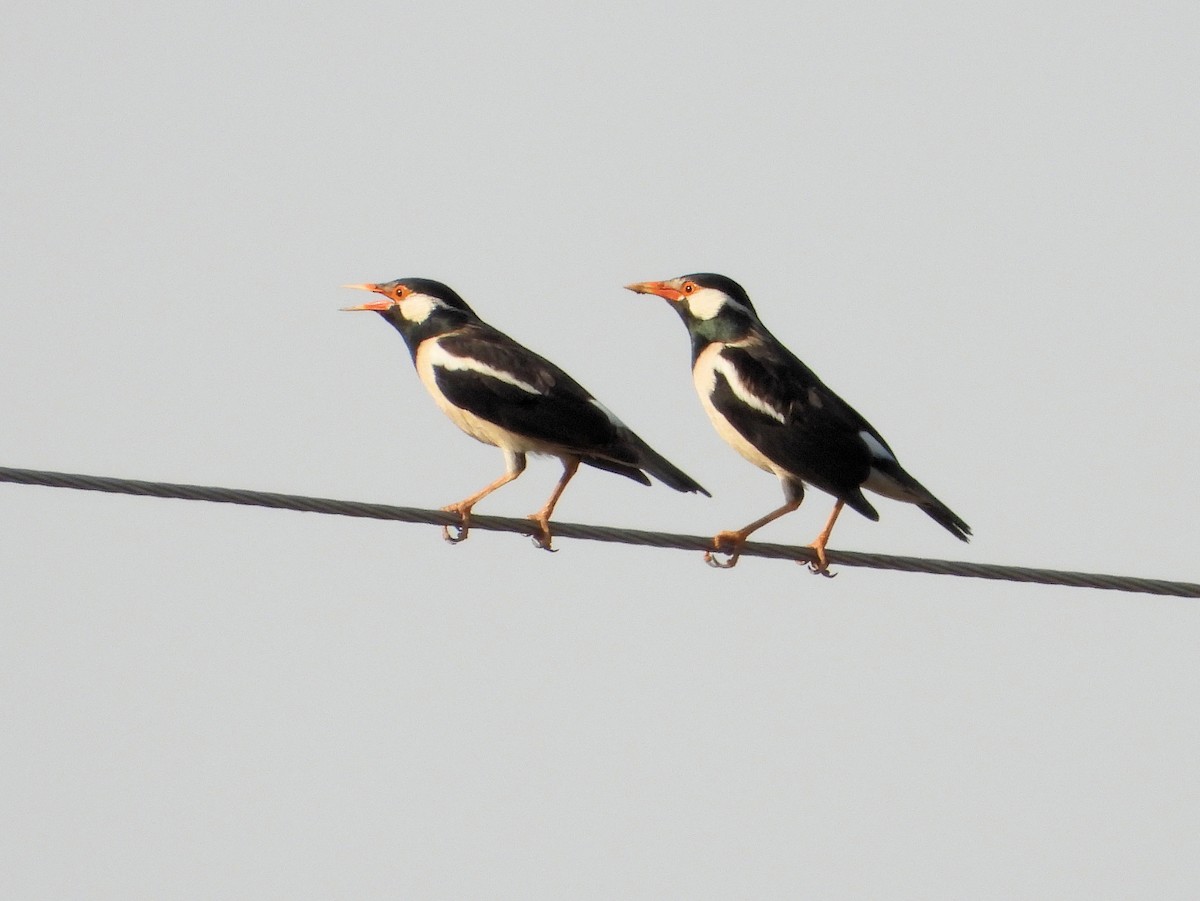 Indian Pied Starling - ML640859105