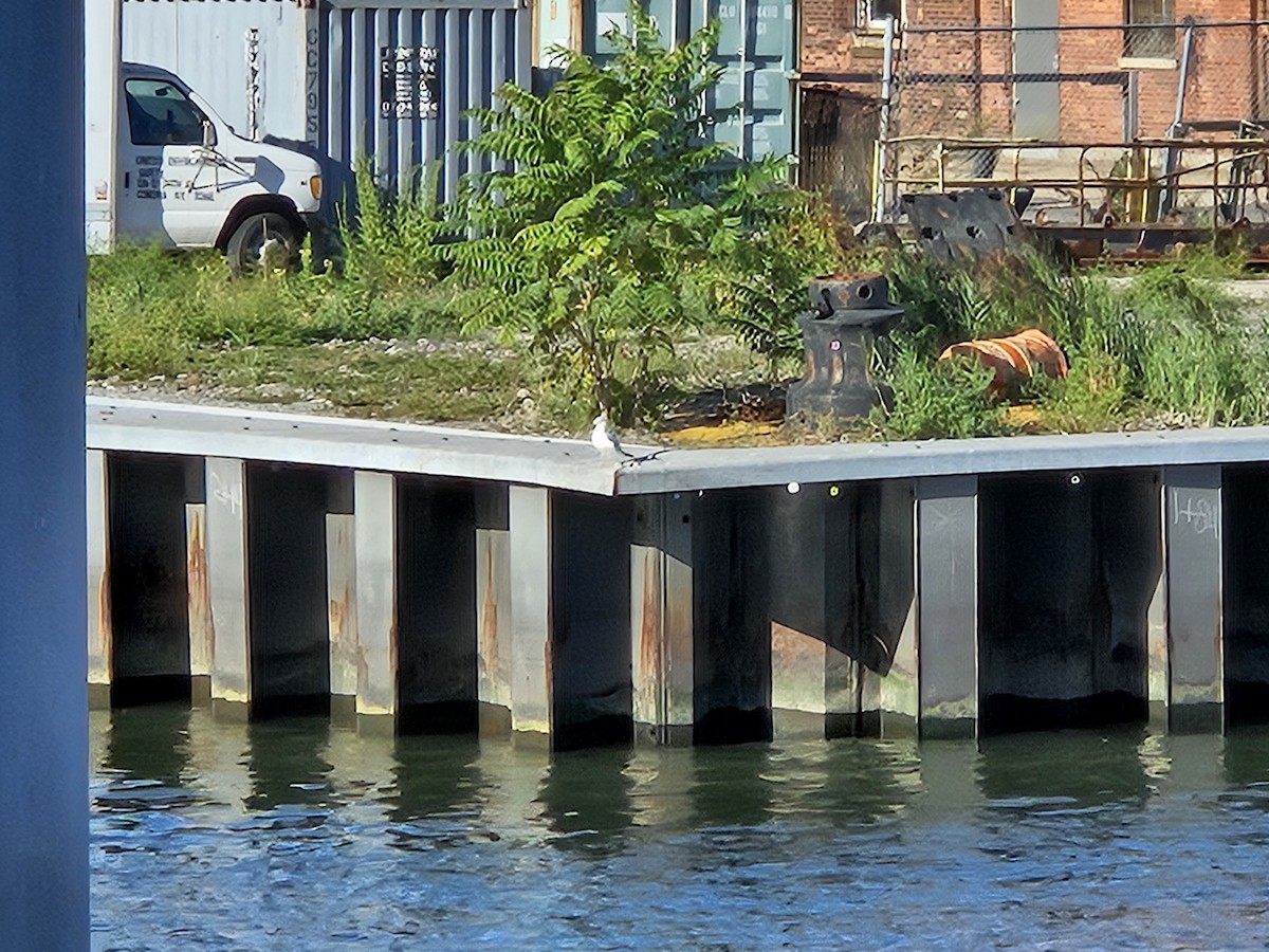 Ring-billed Gull - ML640859113