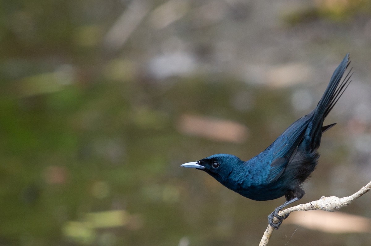 Shining Flycatcher - ML640859166