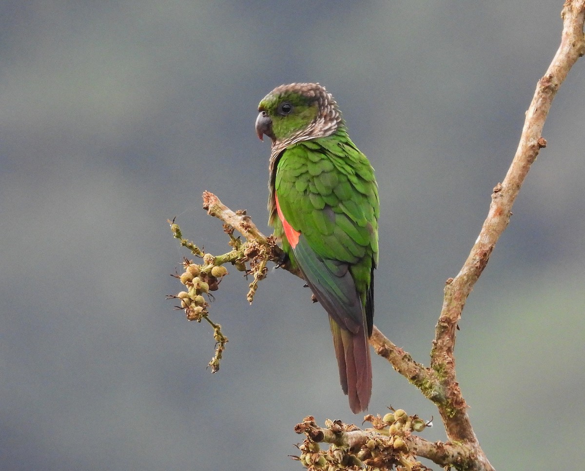Maroon-tailed Parakeet - ML640859198