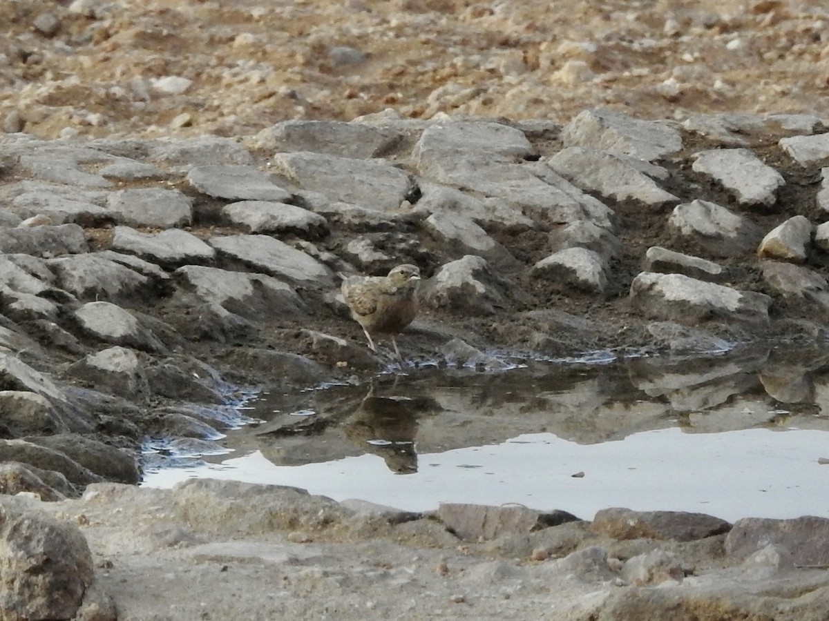 Lark-like Bunting - ML640859250