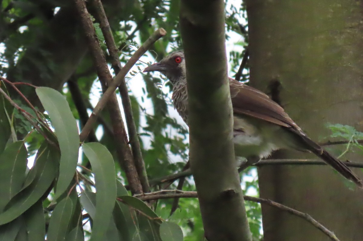 White-rumped Babbler - ML640859251